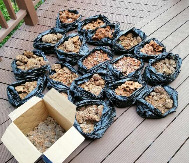 危害比較大的白蟻有哪些品種？